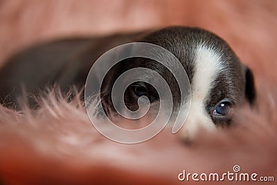 Close up of tired Amstaff puppy sleepily looking around Stock Photo