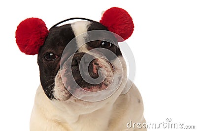 Close up of a tired french bulldog wearing earmuffs Stock Photo