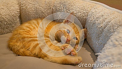 CLOSE UP: Tired little orange baby cat wakes up from tight sleep in a cozy bed. Stock Photo