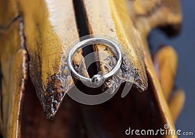 Close up to a silver rounder piercing jewlery over a yellow cow skull Stock Photo