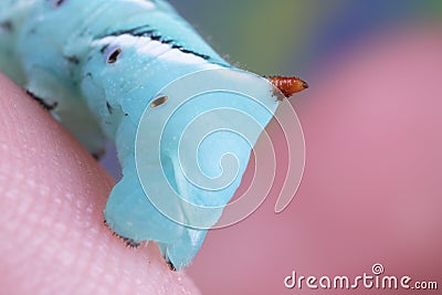 Close up of a Tobacco Hornworm Sphinx Moth Caterpillar's Rear Horn Stock Photo