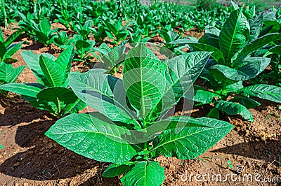 Close-up tobacco leaves on tobacco field, tobacco field shot in morning Stock Photo