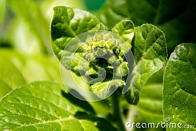 Close up of tobacco plant bud Stock Photo
