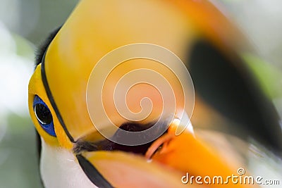 Close-up of a toco toucan Stock Photo