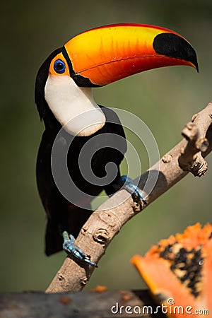 Close-up of toco toucan eyeing papaya half Stock Photo