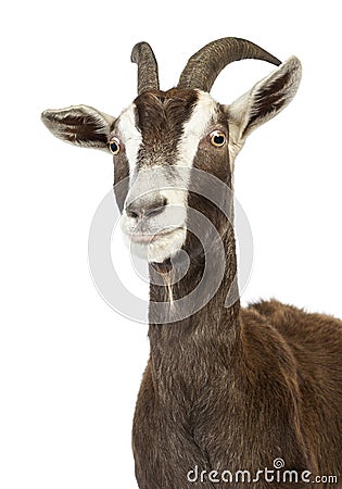 Close-up of a Toggenburg goat Stock Photo