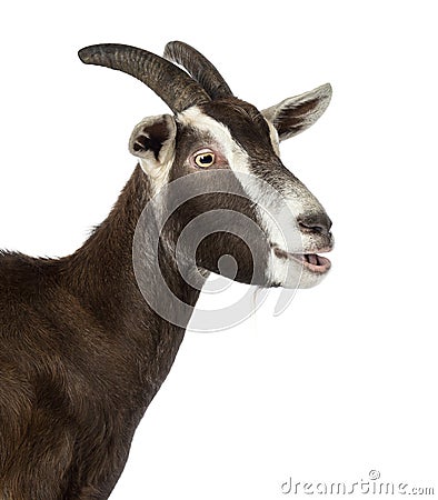 Close-up of a Toggenburg goat bleating Stock Photo