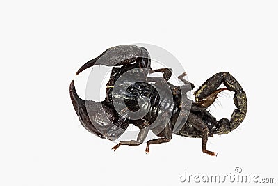 Black scorpion Stock Photo