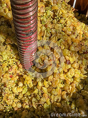 A close up top down view of an old fashioned wooden barrel shaped grape press full of grapes Stock Photo