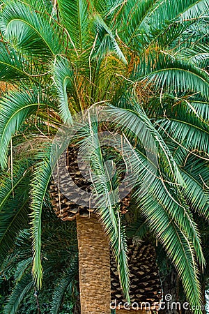 Giant Palm Trees Stock Photo