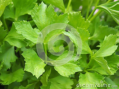 Close up top of green Chinese Celery Scented vegetables and herbs Commonly used in cooking that need to deodorize fishy smell. Or Stock Photo