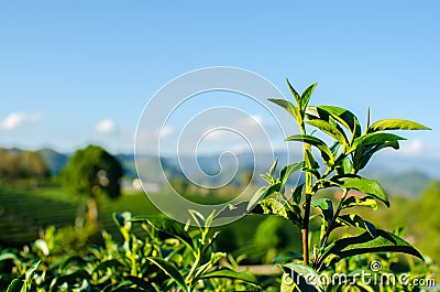 Close up Top of Tea Tree. Stock Photo