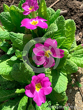 Close up top view of blooming purple primroses. Stock Photo