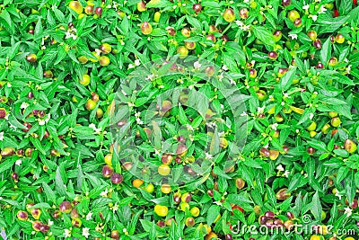 Top view colorful ornamental five color chilli blooming in organic vegetable farm Stock Photo