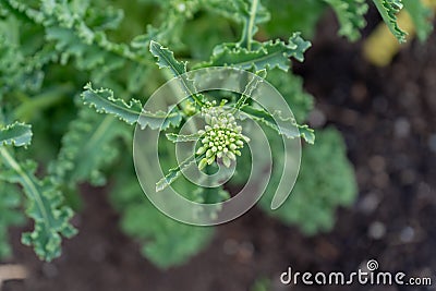 Close up, top view of an edible kale bud, about to flower bolting, to form seeds as a biennial vegetable. Gardening hobby for Stock Photo