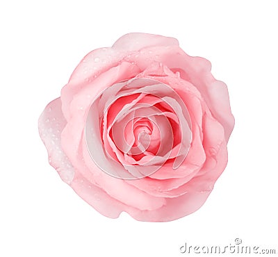 Top view nature soft color pink rose flowers blooming with water drops isolated on white background with clipping path Stock Photo