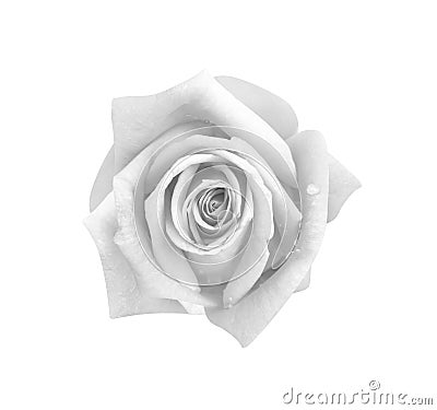 Top view rose flowers gray or white petal blooming with water drops isolated on background and clipping path Stock Photo