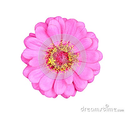 Top view single sweet colorful pink petal zinnia violacea flowers or asteraceae with yellow pollen blooming isolated on white Stock Photo