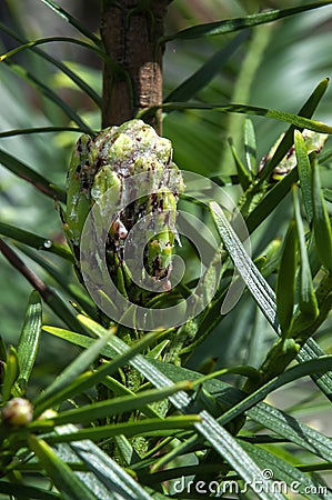 Close up of the top of a young wollemi pine Stock Photo