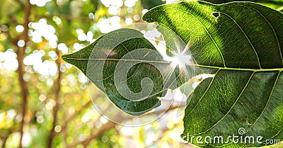 Close-up, torn leaf with sun flare effects, panorama Stock Photo