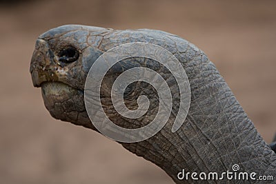 Tortoise headshot looking to the left side Stock Photo