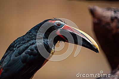 A close-up of a toucan, its striking beak a splash of color in the tropical milieu Stock Photo