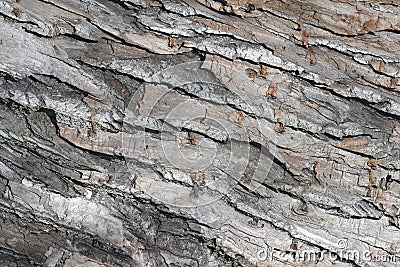 Close up of tree bark Stock Photo