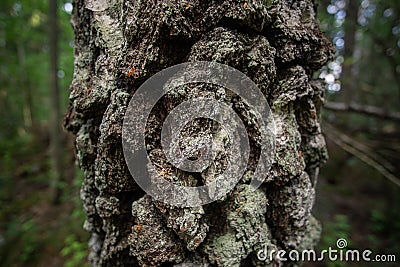 A close up of a tree bark with deep furrows and a block pattern Stock Photo