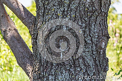 Close up tree bark. Old tree branch stump scar Stock Photo