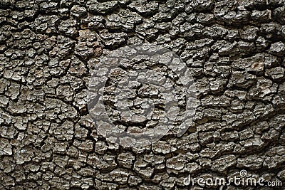 A close-up of a tree bark texture. Stock Photo