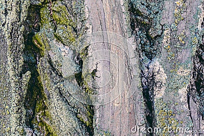Close-up tree bark texture. Poplar and wooden moss. Photography of for wallpaper and background. Stock Photo