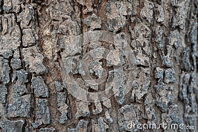 Close up of tree bark texture, Tree trunk detail texture as natural backgroud, wood skin after for Termites eat Stock Photo