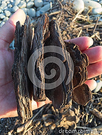 Close up of a tree barks or woodchips for mulching or garden decoration Stock Photo