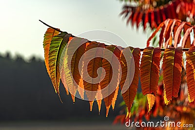Closeup of a tree branch with leaves in beautiful red autumn shades Stock Photo