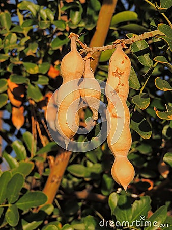 Close up of the tree known in the U.S./Mexico borderlands as desert ironwood or palo fierro Olneya tesota It is one of many wood Stock Photo