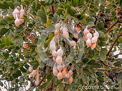 Close up of the tree known in the U.S./Mexico borderlands as desert ironwood or palo fierro Olneya tesota It is one of many wood Stock Photo