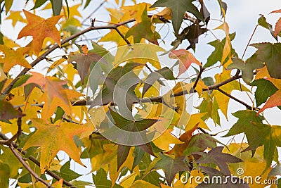 Close up of tree leaves. Autumn colors Stock Photo