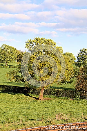 A close up of a Tree Stock Photo