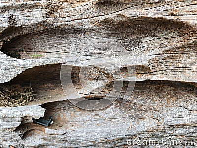 A close-up of a tree trunk with holes, Wood surface eroded background. Stock Photo