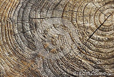 Close up of tree trunk Stock Photo