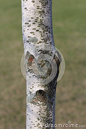 Close up of the trunk of a Betula papyrifera tree Stock Photo