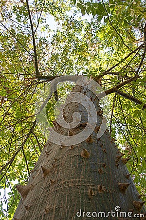 Close-up of a tree trunk with thorns, Ceiba Speciosa or Chorisia Speciosa silk floss tree Stock Photo