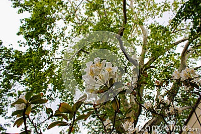 Close up of a tree with white flowers and a defocused tree at the background Stock Photo