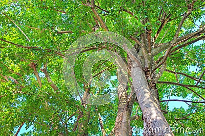 Treetops in garden on blue sky background Stock Photo