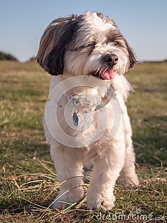 Close-up of a tricolored Coton de Tulear dog looking to the side Stock Photo