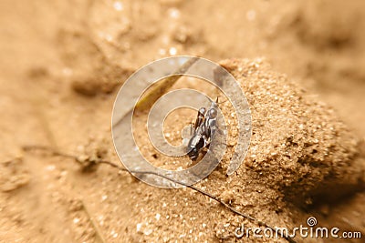 Close-up tridactylidae, pygmy mole crickets Stock Photo