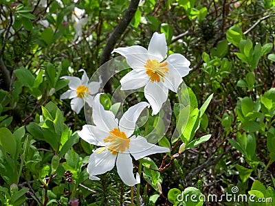 Close up of a trio of avalanche lily flowers at mt baker Stock Photo