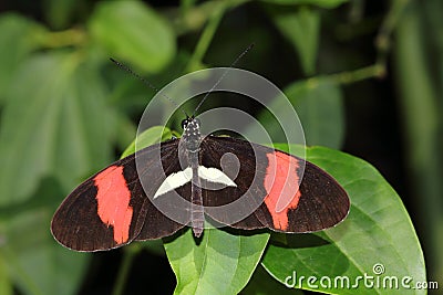 Tropical butterfly dido longwing on the leaf Stock Photo