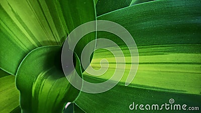 Close-up of tropical, concept texture leaves, abstract green, nature for background Stock Photo