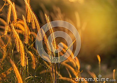 Close up tropical grass flower or setaceum pennisetum fountain grass on sunset. Stock Photo